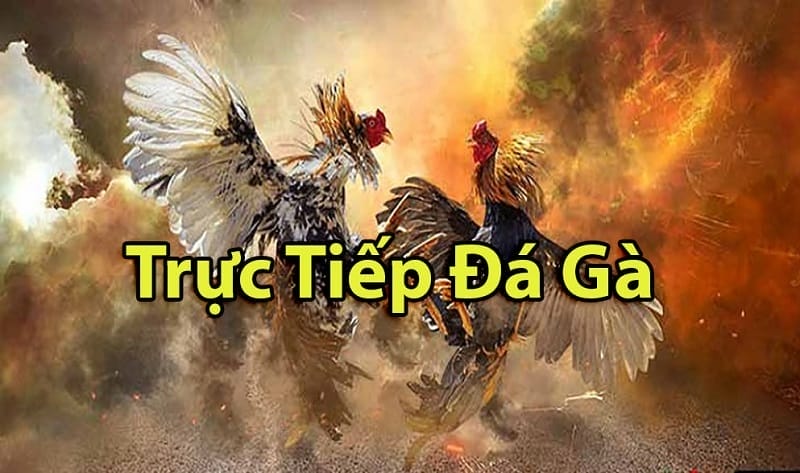 https://aunehr88.jp.net/tim-hieu-ve-da-ga-thomo-campuchia/